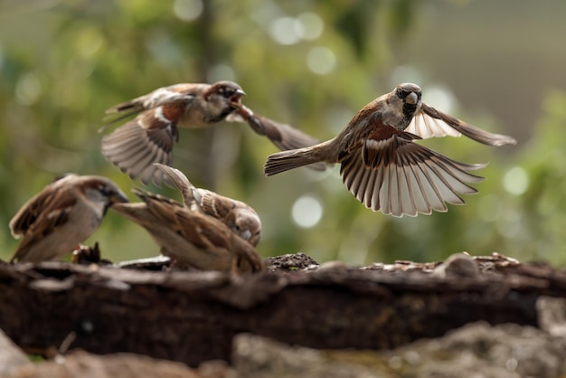 House sparrows.  (Passer domesticus).