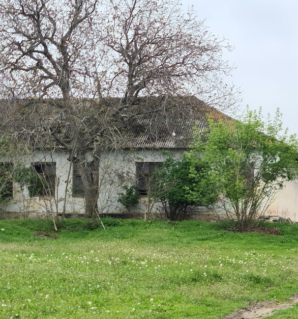 A house with a tree in front of it