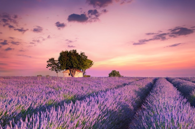 House with trees in lavender fields at sunset in Provence France