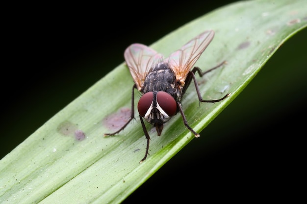 Housefly closeup on green leaves Housefly closeup on isolated background