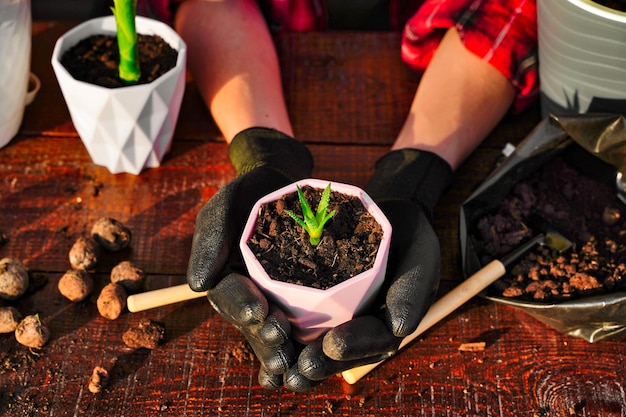 Household chores for transplanting flowers into a new pot Soil and drainage planting tools Hands at work