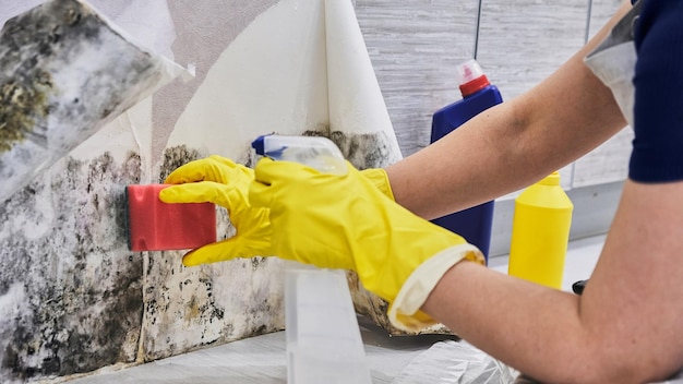 Housekeeper's Hand With Glove Cleaning Mold From Wall With Sponge And Spray Bottle