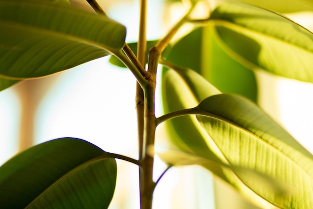 Houseplant, beautiful green ficus closeup, selective focus