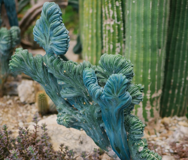 A houseplant The cactus has a sinuous shape Botanical Garden An exotic species of Myrtillocactus cactus