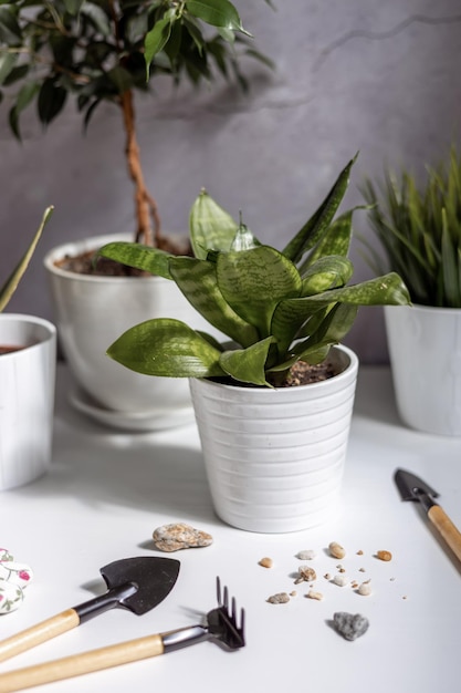 Houseplant care Sansevieria trifasciata Hahnii on a white table with garden supplies