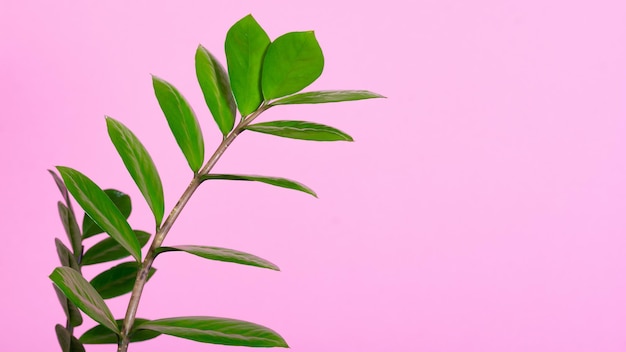 Houseplant care Woman's hand rubs the leaves of the flowerpot