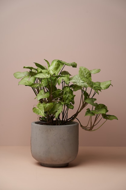 Houseplant in ceramic flower pot on pastel color surface with copy space, close-up.