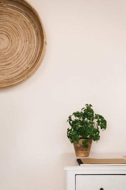 A houseplant in a clay pot on a chest of drawers with a copy space