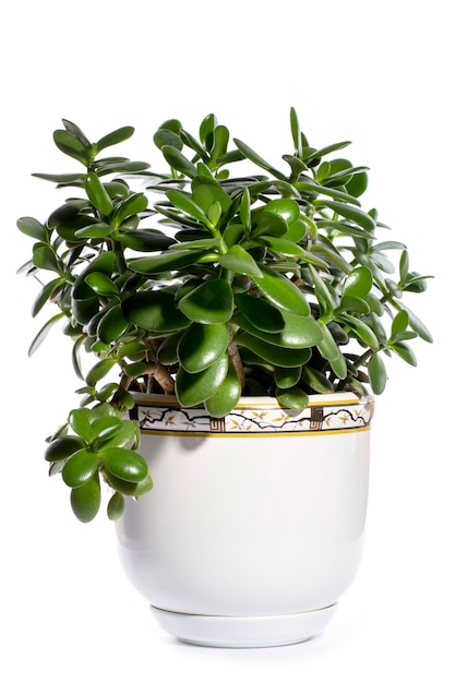 Houseplant Crassula in a flower pot on a white background