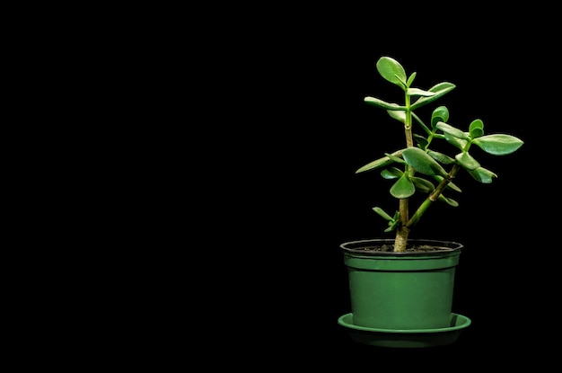 Houseplant Crassula in a pot on a black backgroundxA