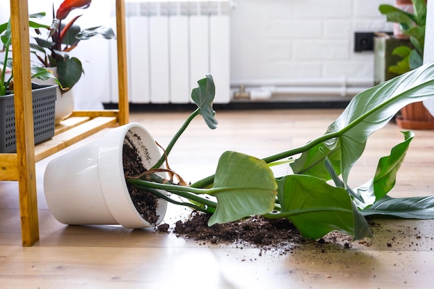 Houseplant fell to the floor and the soil from the pot crumbled garbage dirt and mess due to the fall of the planters from the rack Care and cleaning of shelves in the interior of a green house