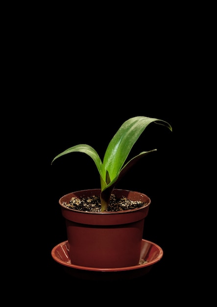 Houseplant hemanthus in a pot on a black background