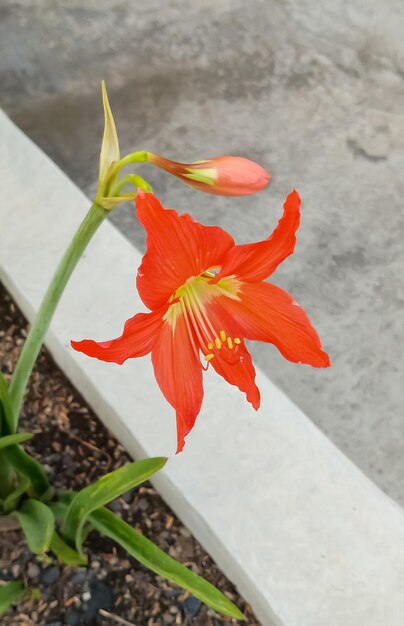 Photo houseplant hippeastrum striatum plants taken at close range