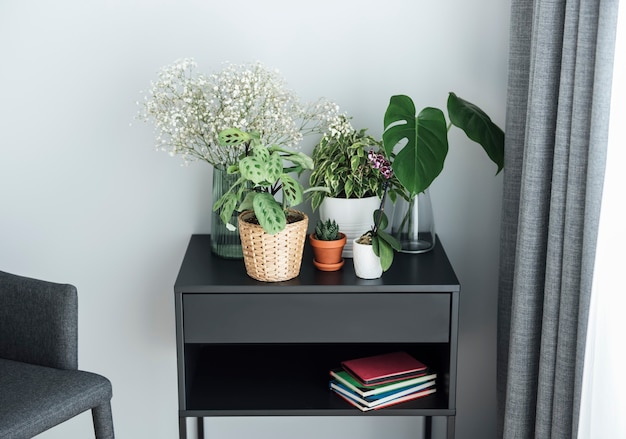 Houseplant  at home.  Different house plants on the table