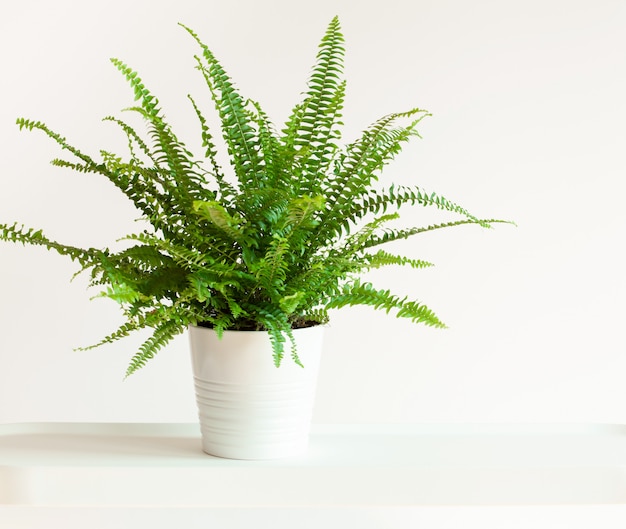 Houseplant Nephrolepis in white flowerpot