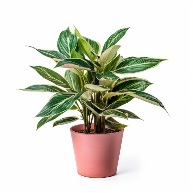 Houseplant in pot isolated on white background 3D illustration