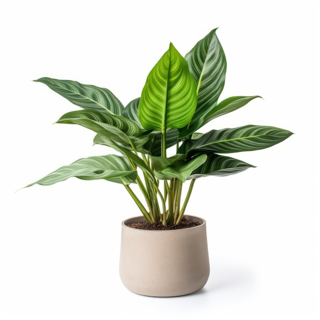 Houseplant in pot isolated on white background 3D illustration