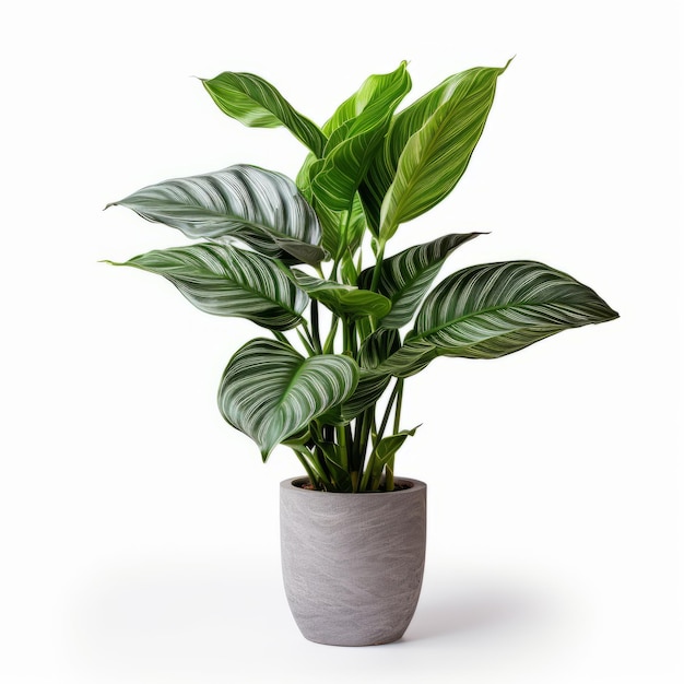 Houseplant in pot isolated on white background 3D illustration