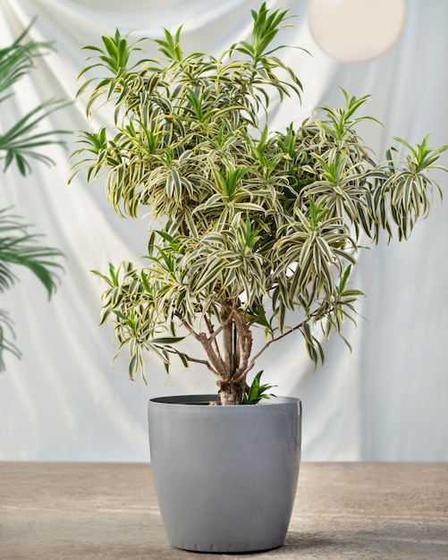 Houseplant in the pot with white background