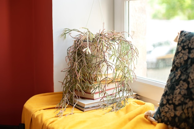 Houseplant potted on stack of books at house. Green home plant in pot on a windowsill in room.