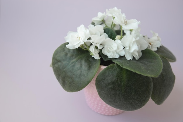 Houseplant white violet flowers in a pink pot