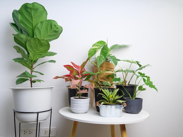 Houseplants air purifier tree with Fiddle FigAglaonemaEpipremnum Pinnatum Variegatedpalm leaf