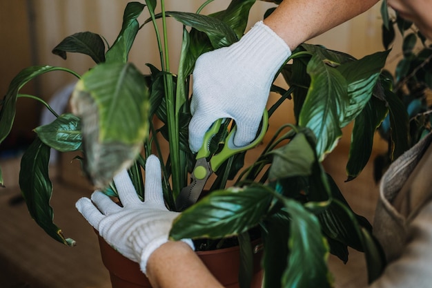 Houseplants diseases indoor plants diseases disorders identification and treatment houseplants sun