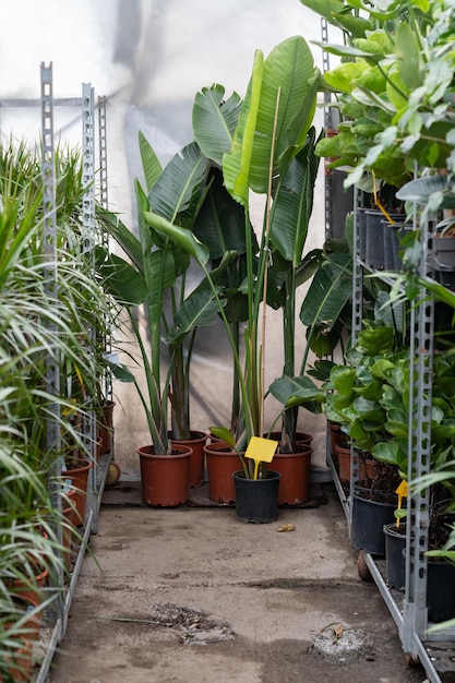 Houseplants or flower shop interior rows of house plants in pots packed for transportation and sale