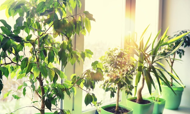 Houseplants leaves and flowers in pots by the window. transplanting plants.