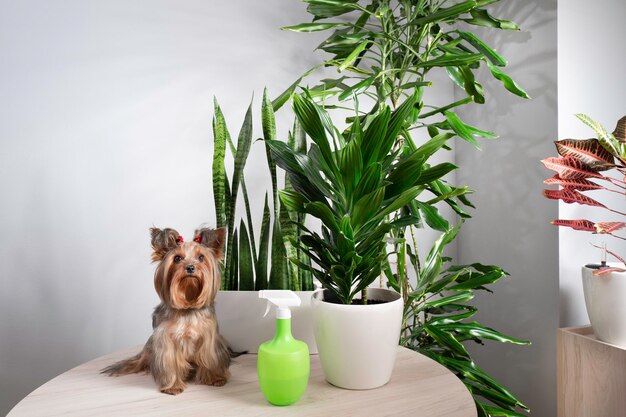 Houseplants in white pots in interior Care of home plants and pets