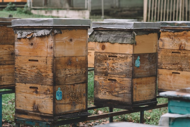 The houses of the bees, Wooden beehives