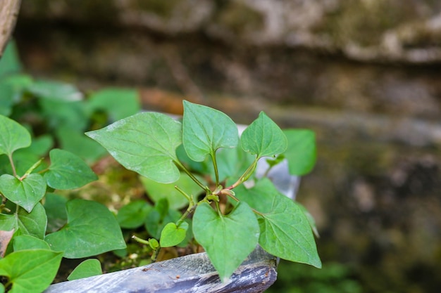 Houttuynia cordata know as fish mint