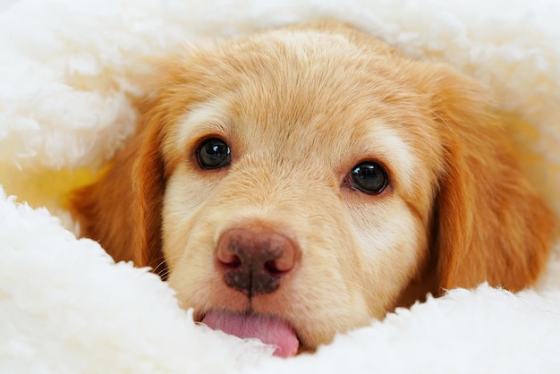 Hovawart puppy cute muzzle sleeping puppy looks out from under white blankets