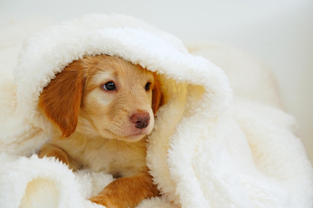 Hovawart puppy cute muzzle sleeping puppy looks out from under white blankets