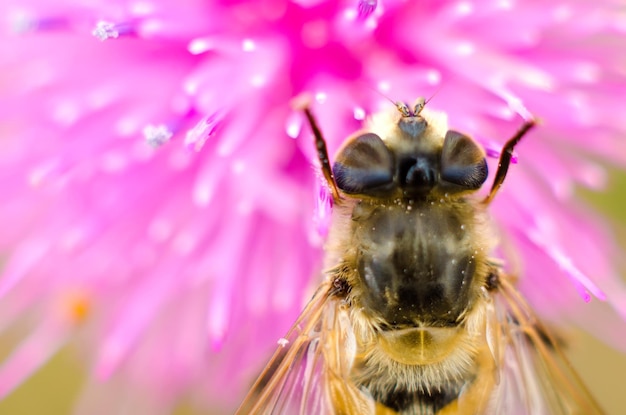 Hoverfly on a flower