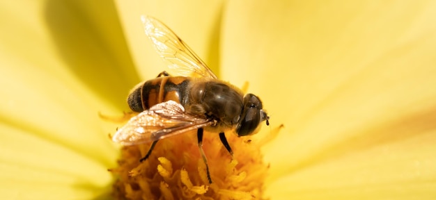 Hoverfly Syrphidae on a yellow flower. Selective focus, macro.