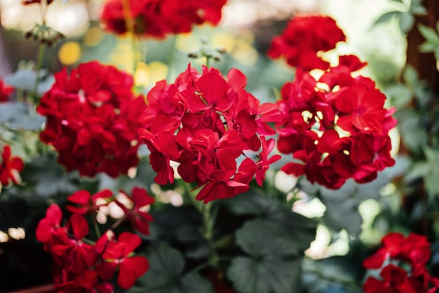 How to grow geraniums pelargoniums gardening red pelargoniums bloom in the garden