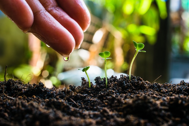 How to plant seedlings growth