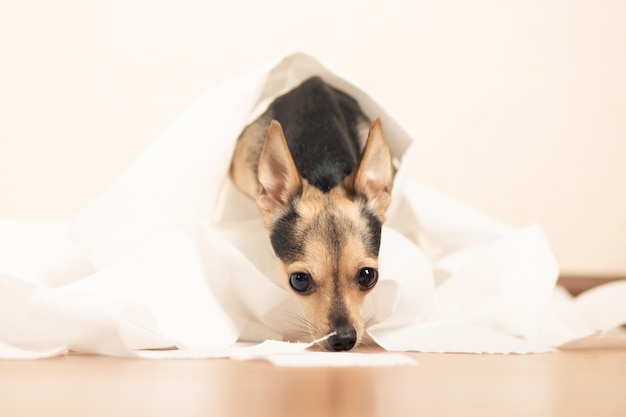 How to train a dog to the toilet terrier puppy in a pile of paper