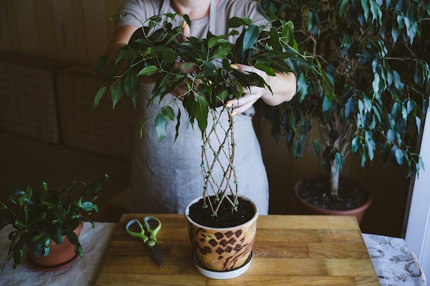 How to weave weeping fig plant stem methods and patterns of weaving ficus benjamina at home woman