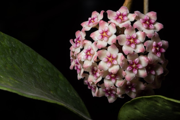 Hoya flower macro