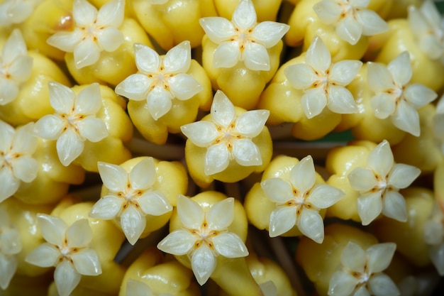 Hoya flower macro