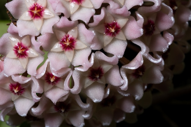 Hoya pink flower macro