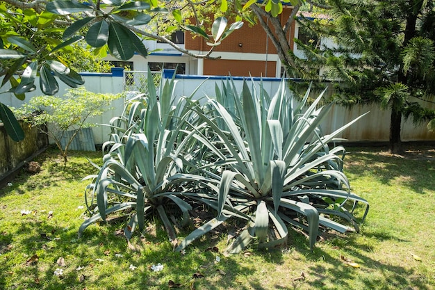 Huge agava plant in the garden