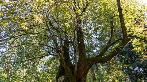 Huge ancient tree covered with moss, Arboretum in Sukhum, Abkhazia.