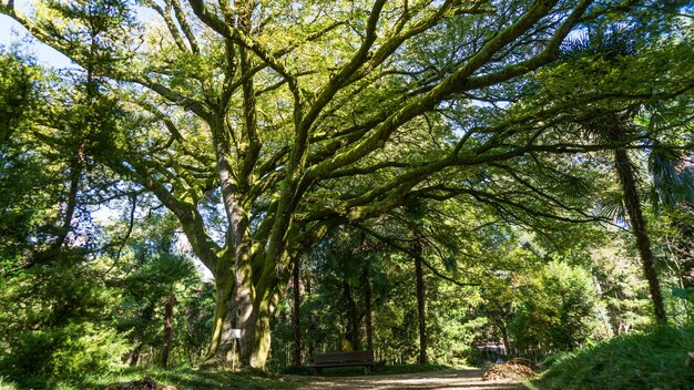 Huge ancient tree covered with moss in sunshine, Arboretum in Sukhum, Abkhazia.