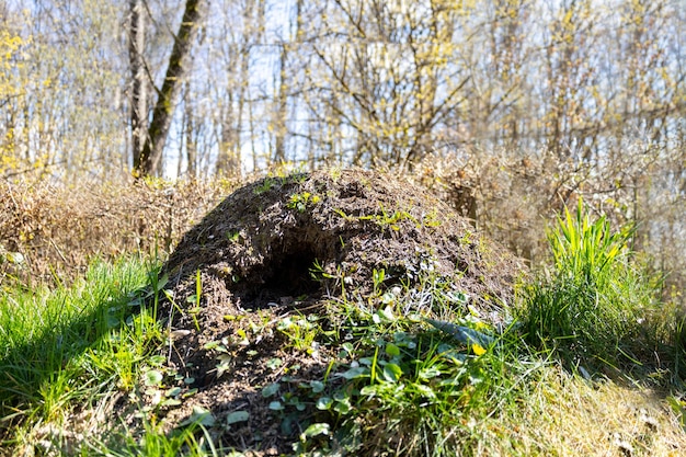 Huge anthill in Carpathians forest in sunny day