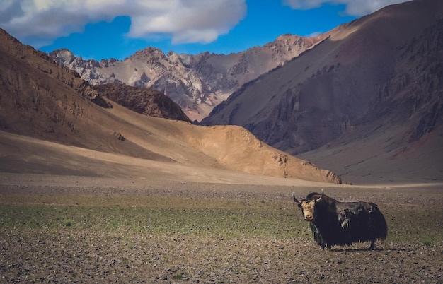 Huge black furry yak