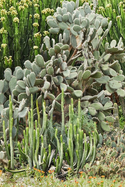 Huge cacti growing in a botanical garden in an open space.