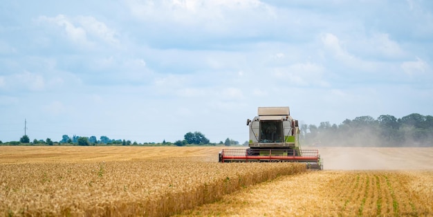 Huge combine harvesting wheat Farming landscapes by machinery